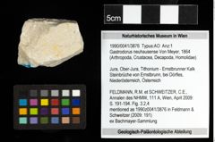 Foto (Objekt + Etiketten) von Gastrodorus neuhausense (Von Meyer, 1864) 